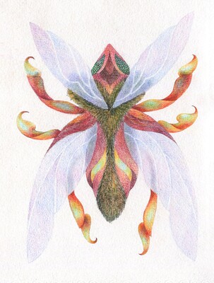 Rainbow Wasp